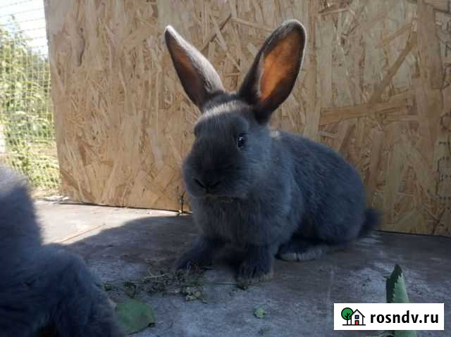 Кролики Венский голубой Южноуральск - изображение 1