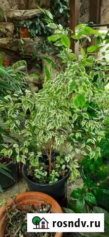 Фикус бенжамина Сочи - изображение 1