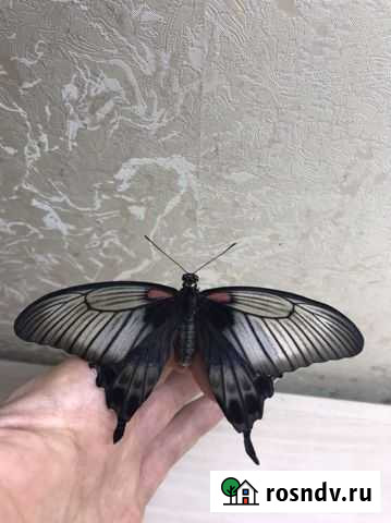 Живые тропические бабочки Воронеж - изображение 1