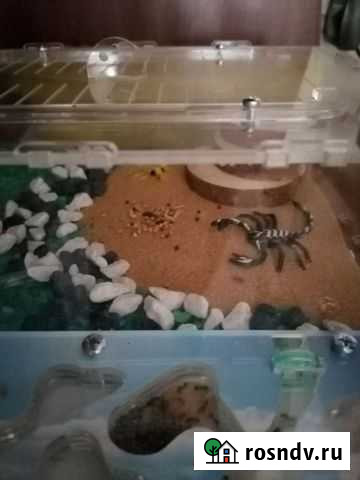 Муравьиная ферма с муравьями Комсомольск-на-Амуре - изображение 1