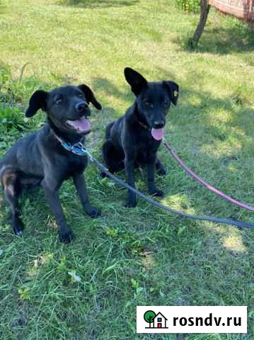 Стерилизованные собаки - ответственным людям Воронеж - изображение 1