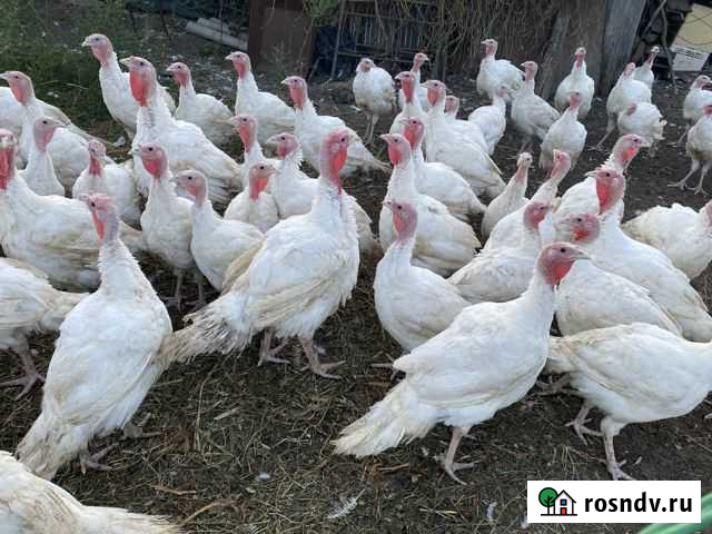 Мясо домашней Индейки Красные Четаи - изображение 1