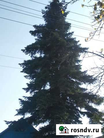 Ель обыкновенная Усть-Лабинск - изображение 1