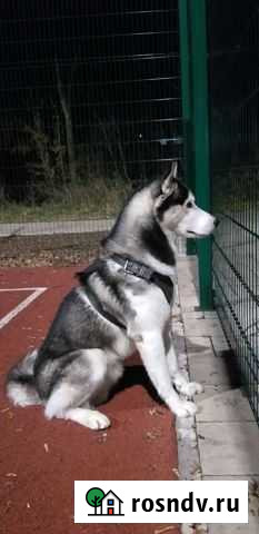 Хаски.Вязка Елец - изображение 1