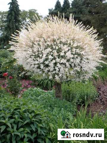 Ива Хакуро Нишики (Hakuro Nishiki) Казанская - изображение 1