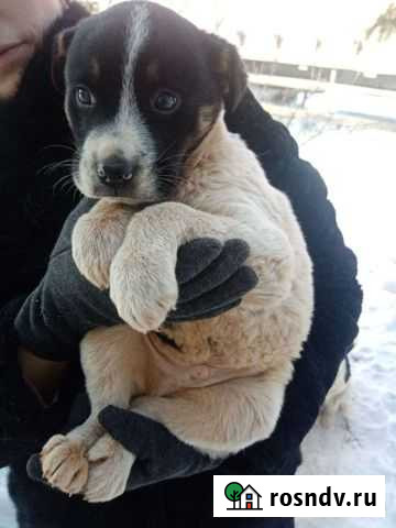Собака в добрые руки Биробиджан - изображение 1