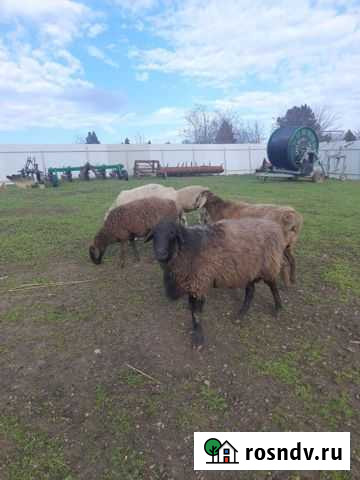 Курдючные бараны овцы Новолабинская - изображение 1