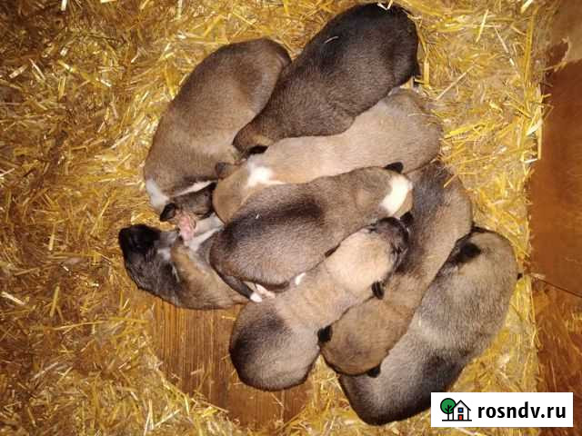 Щенки западно-сибирской лайки Иваново - изображение 1