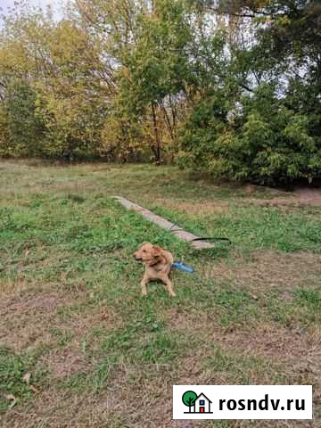 Вязка Клинцы - изображение 1