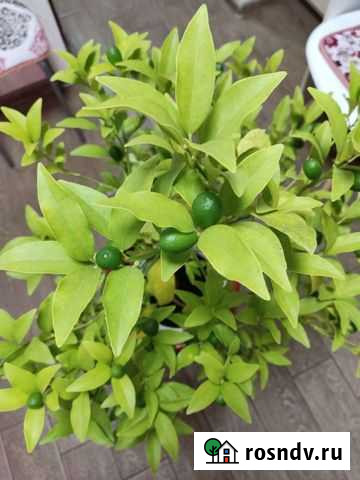 Кумкват нагами Майкоп - изображение 1