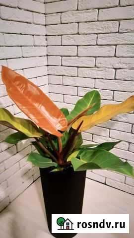 Филодендрон принц оранж Рязань - изображение 1