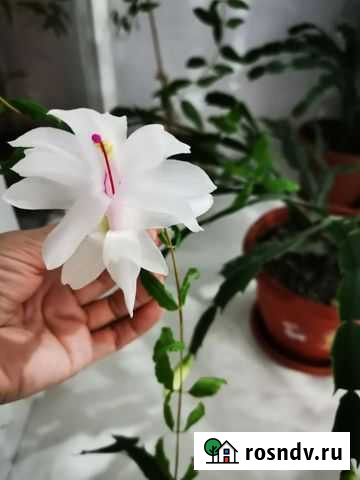 Декабрист Липецк - изображение 1