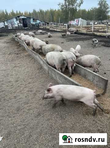 Поросята Хлевное - изображение 1