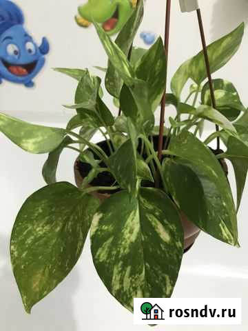 Сциндапсус (лиана) Балашиха - изображение 1