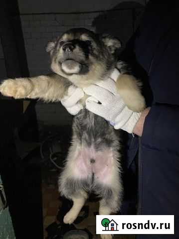 Собака Барнаул - изображение 1