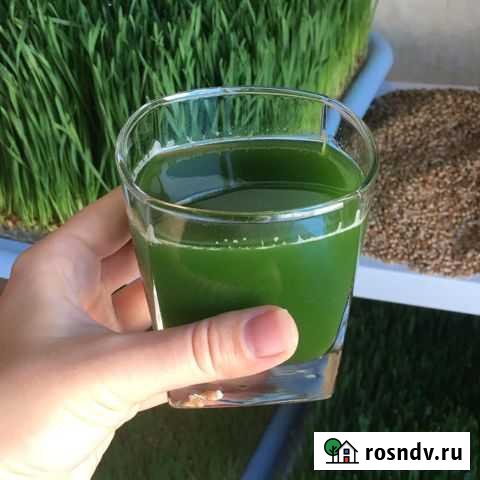 Витграсс Краснодар - изображение 1