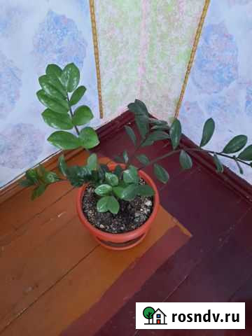 Замиокулькас долларовое дерево Кубанский - изображение 1