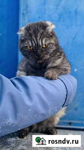 Кошка в добрые руки Курчатов - изображение 1