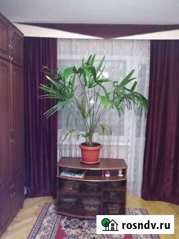 Пальма (цветок, комнатное растение) Майкоп - изображение 1