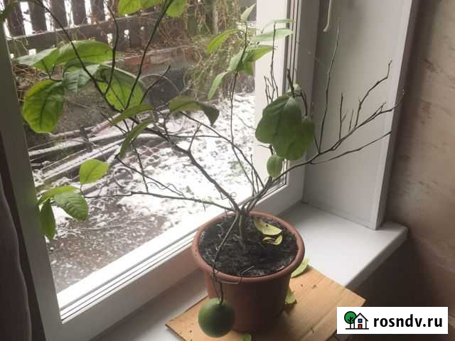 Лимон Барнаул - изображение 1