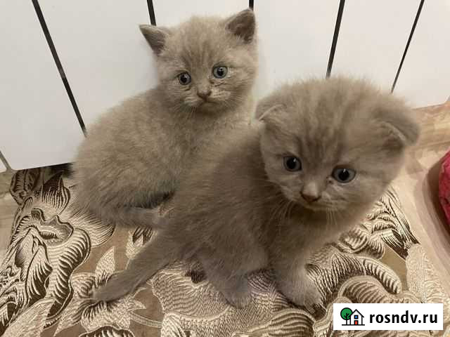 Шотландские котята Перемышль - изображение 1