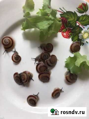 Улитки караколусы сагемон Москва - изображение 1