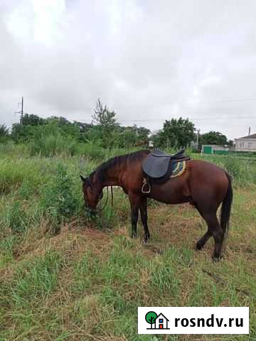 Жеребец для случки Кущевская - изображение 1