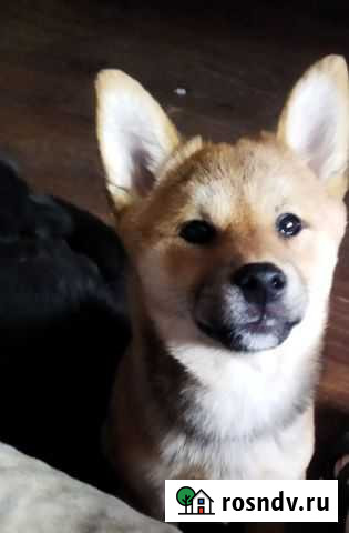 Сибу ину Челябинск - изображение 1