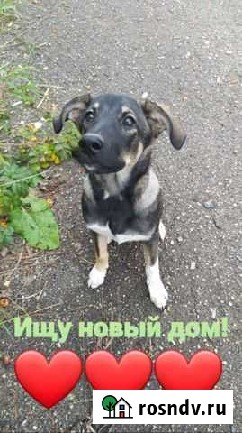 Щенок мальчик Березники - изображение 1