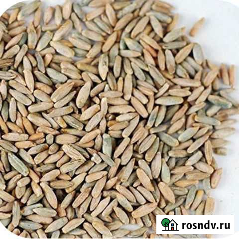 Рожь озимая Зубова Поляна - изображение 1