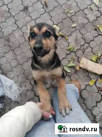 Щенок девочка дворняжка 3 месяца Уфа - изображение 1