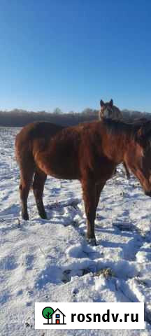 Кобылка Ладушкин - изображение 1