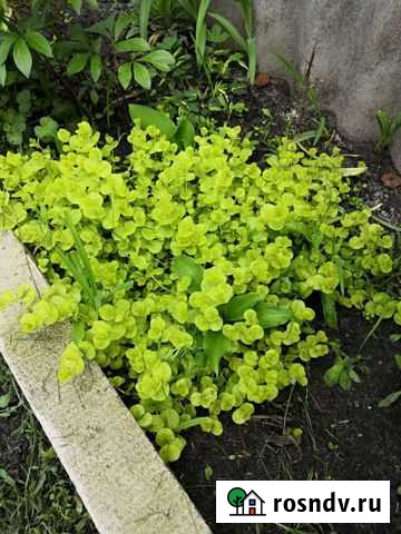 Вербейник монетчатый ауреа Шебекино - изображение 1