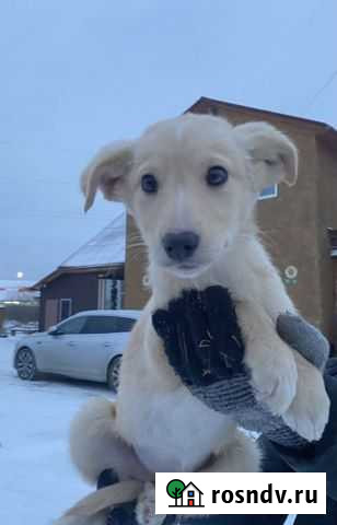 Счастье в дом Рита Щенок Тюмень - изображение 1