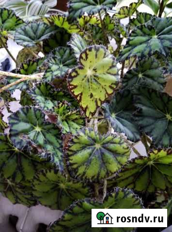 Бегония Одинцово - изображение 1