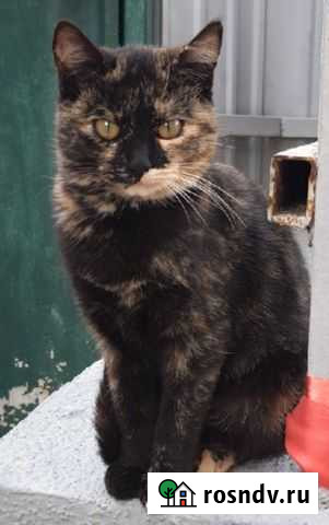 Кошечка трехцветка на счастье Симферополь - изображение 1