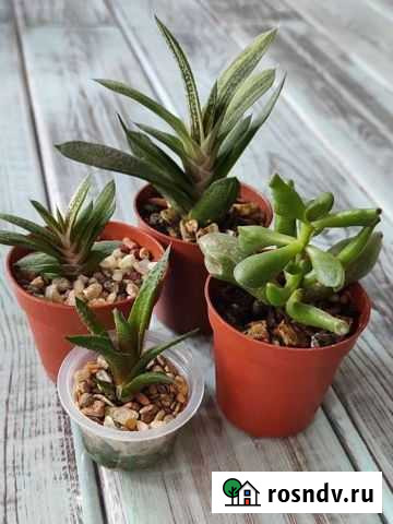 Суккуленты Хабаровск - изображение 1