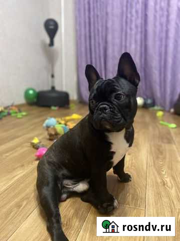 Французский бульдог Алушта - изображение 1