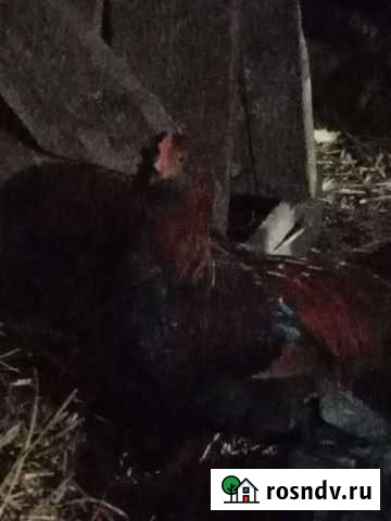 Петухи Княгинино - изображение 1