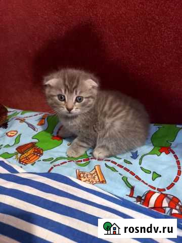 Котёнок Гурьевск - изображение 1