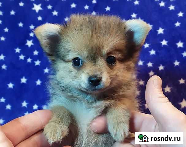 Лисичка Иваново - изображение 1