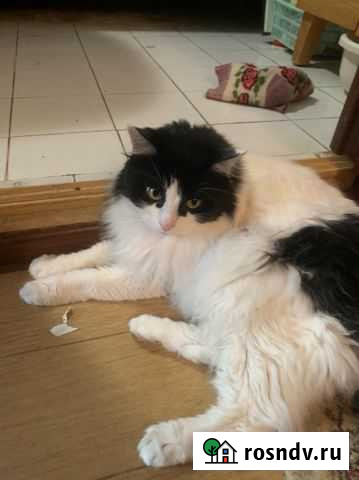 В дар ласковый малыш Красногорск - изображение 1