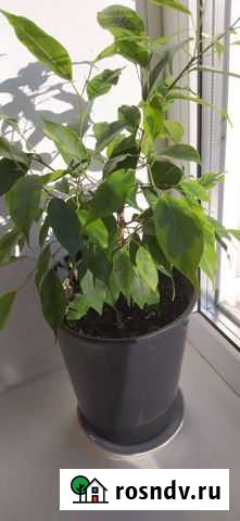 Фикус вариегатный Барнаул - изображение 1