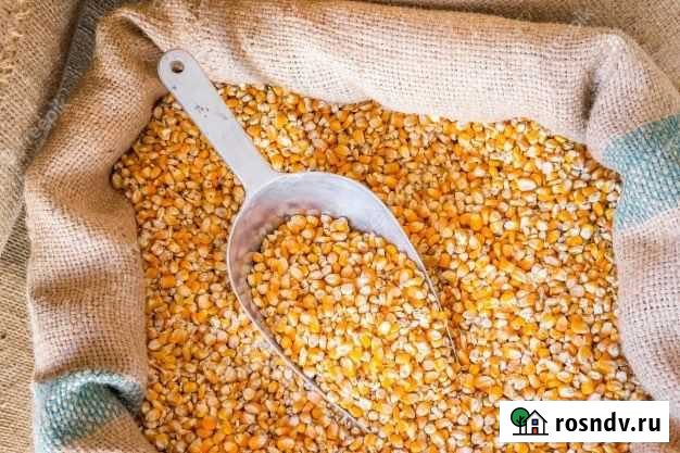 Кукуруза зерно Путятино - изображение 1