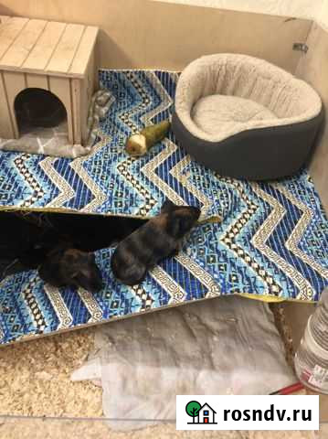 Морские свинки Нижний Новгород - изображение 1