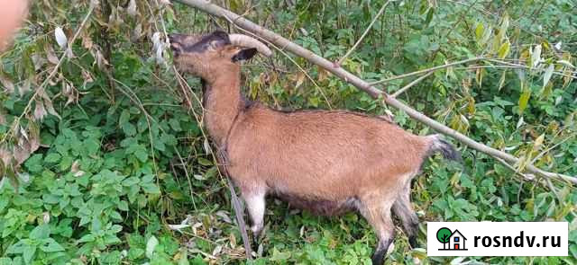 Коза дойная молочная чешская 1/2 Серпухов - изображение 1