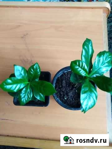 Кофе арабика Смоленск - изображение 1