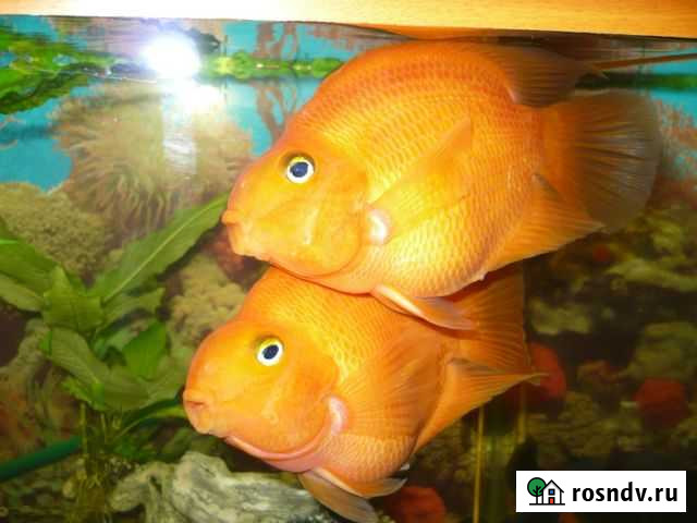 Аквариум Рязанская - изображение 1