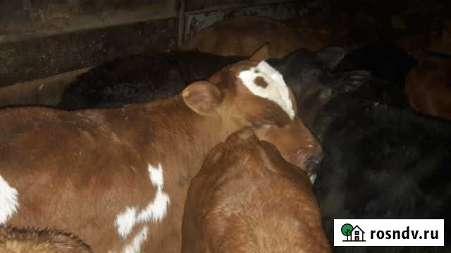 Телки бычки Канаш - изображение 1