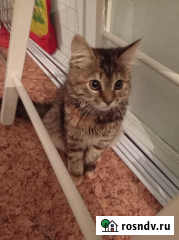 Кошка Красногорск - изображение 1